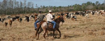 An Old-Fashioned Cattle Drive at the Crescent J