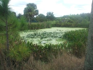 The Only Way to Fully Appreciate Florida's Natural Beauty