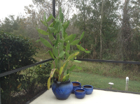 View From Our Pool Deck